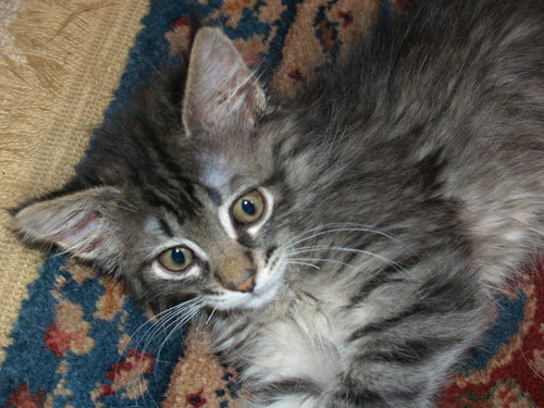 Fuzz