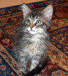 Fuzz