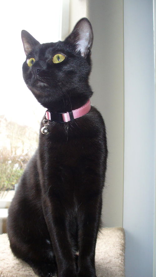 Licorice