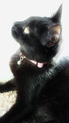 Licorice
