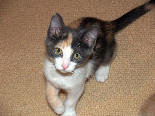 KiKi