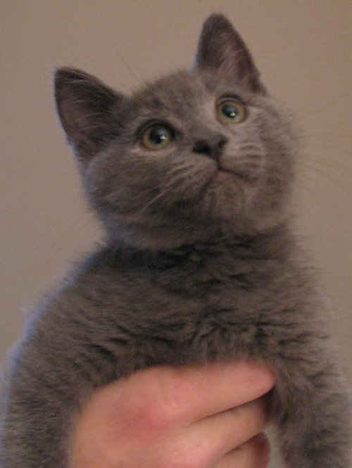 Lukus