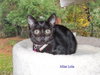 Lola