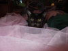 Lola
