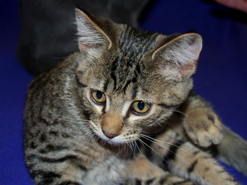 Milo