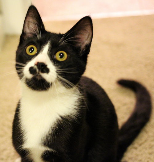 Chaplin