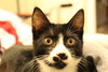 Chaplin