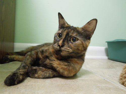 Tootsie