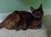 Tootsie