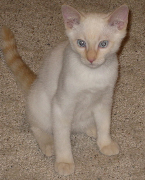 Chakan