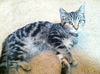 Pete