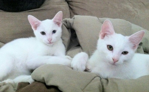 Sheldon and Leonard