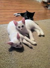 Sheldon and Leonard