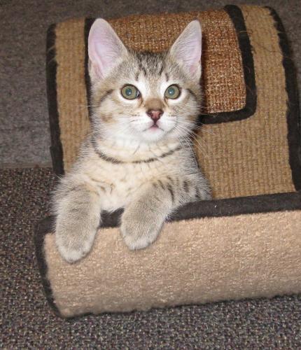 Oliver