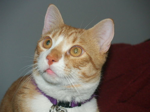 Bosley