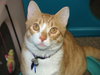 Bosley