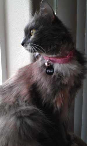 Duchess