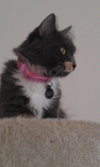 Duchess