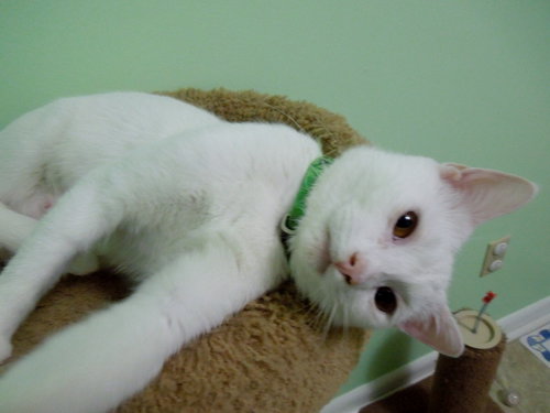 Blanca