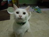 Blanca