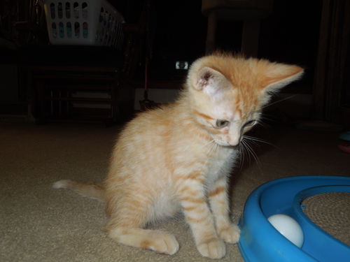 Penny