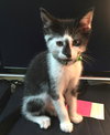 Smudge and Pepper