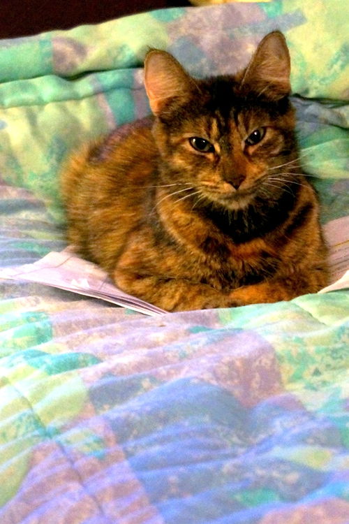 Penny