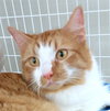 Mr. Fluffy - Young family-friendly male
