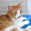 Mr. Fluffy - Young family-friendly male