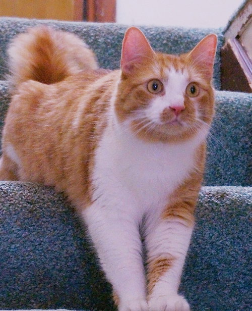 Mr. Fluffy - Young family-friendly male