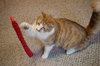 Mr. Fluffy - Young family-friendly male