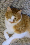 Mr. Fluffy - Young family-friendly male