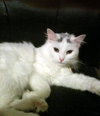 Misty & Miyu -  Bonded Pair