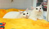 Misty & Miyu -  Bonded Pair