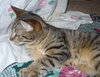 PRINCE