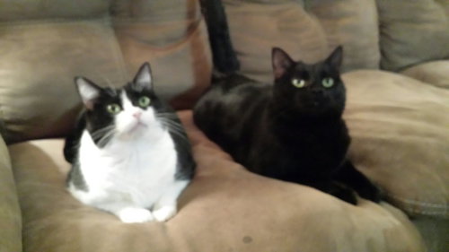 Midnight and Luna 
