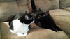 Midnight and Luna 
