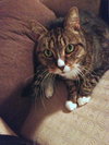Tori Senior declawed cat 