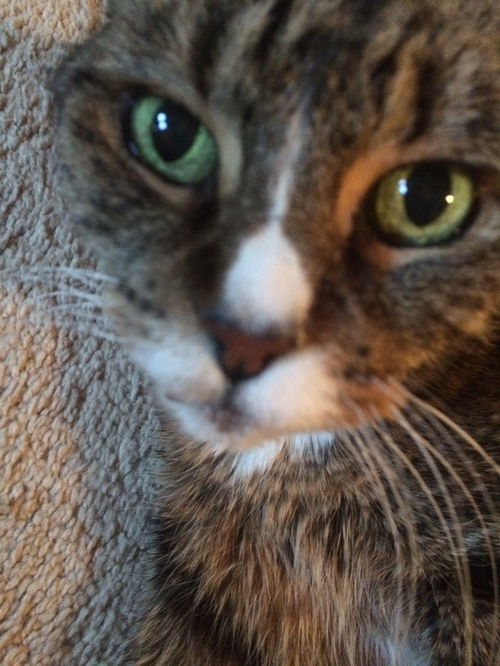 Tori Senior declawed cat 