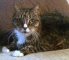 Tori Senior declawed cat 
