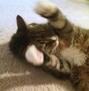 Tori Senior declawed cat 