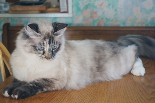 Maggie