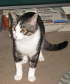 Pouncer