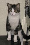 Pouncer
