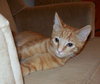 Oliver