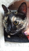 Ameline and her brother Java Joe