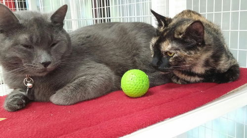 Ameline and her brother Java Joe