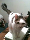 Dillinger 