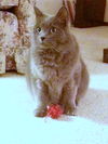 Jasper 