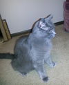 Jasper 